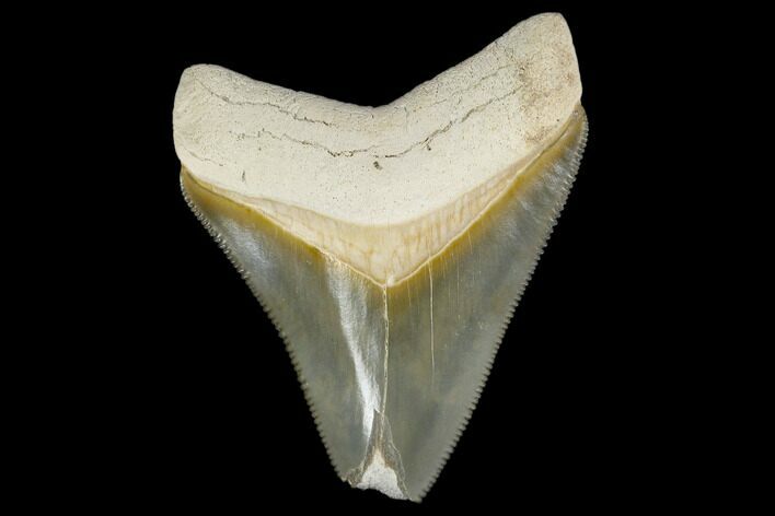 Serrated, Fossil Megalodon Tooth - Florida #114094